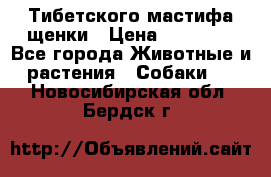  Тибетского мастифа щенки › Цена ­ 10 000 - Все города Животные и растения » Собаки   . Новосибирская обл.,Бердск г.